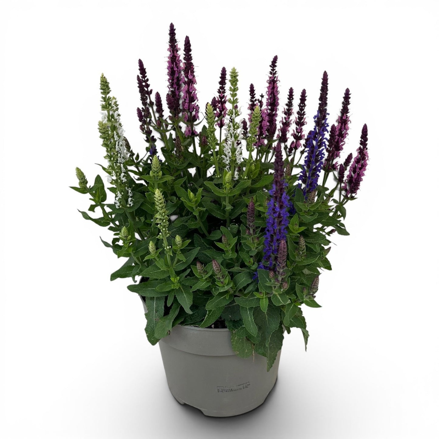 Salvia nem. Confetti G. Midn. 40cm 19cm Pot