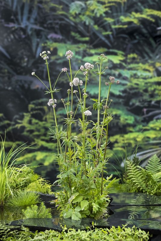 Valeriana officinalis 20cm 9cm Pot