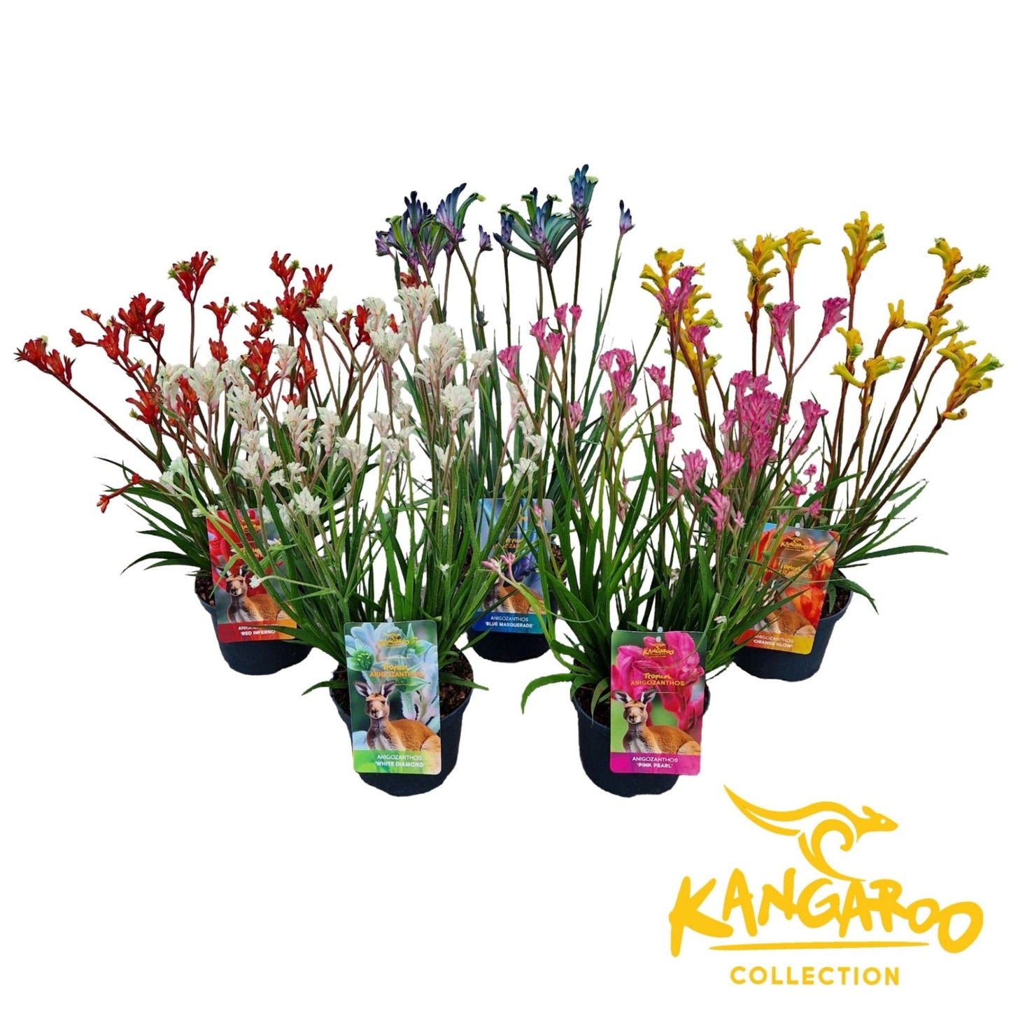 Anigozanthos Exlusive mix 60cm 17cm Pot