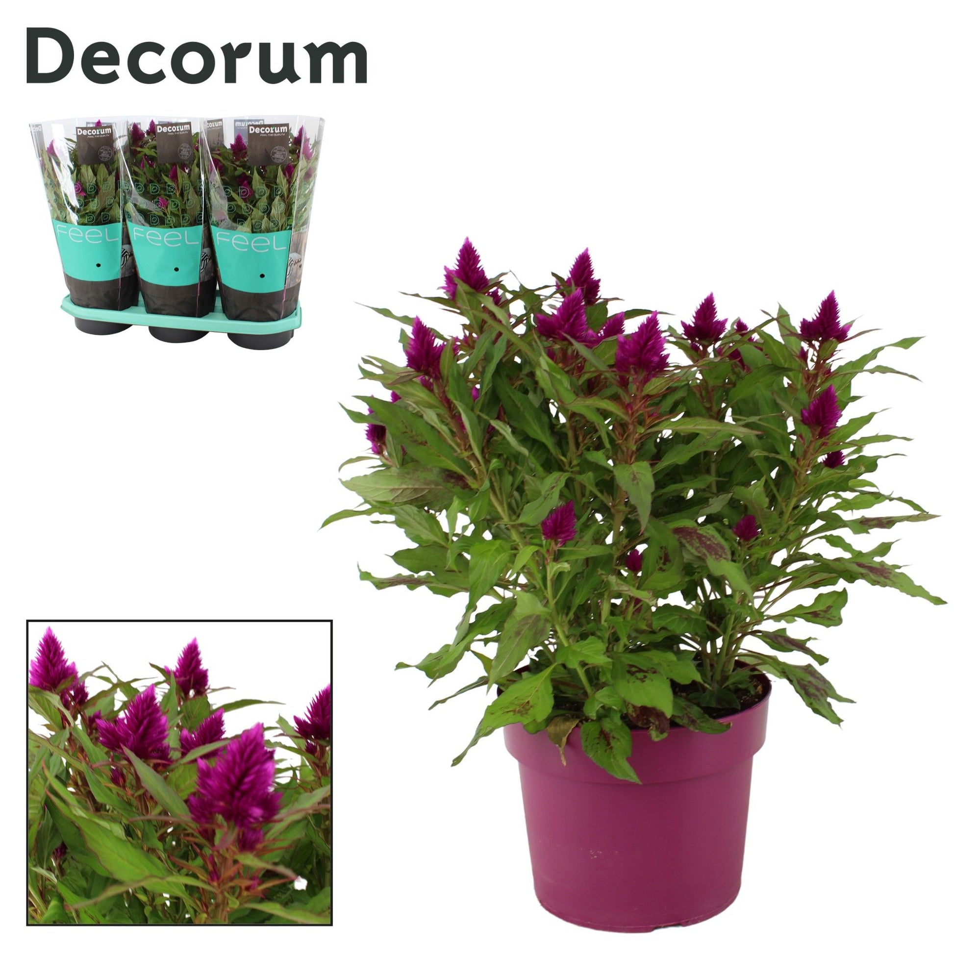 Celosia Deep Purple 50cm 19cm Pot