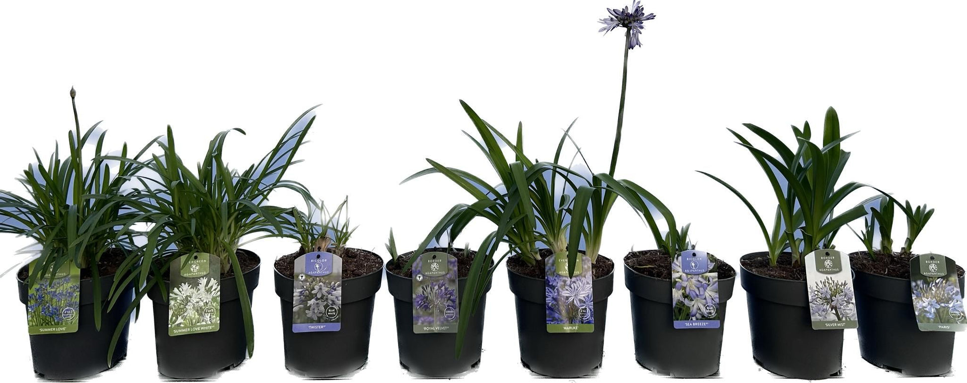 Agapanthus africanus 611cm 19cm Pot