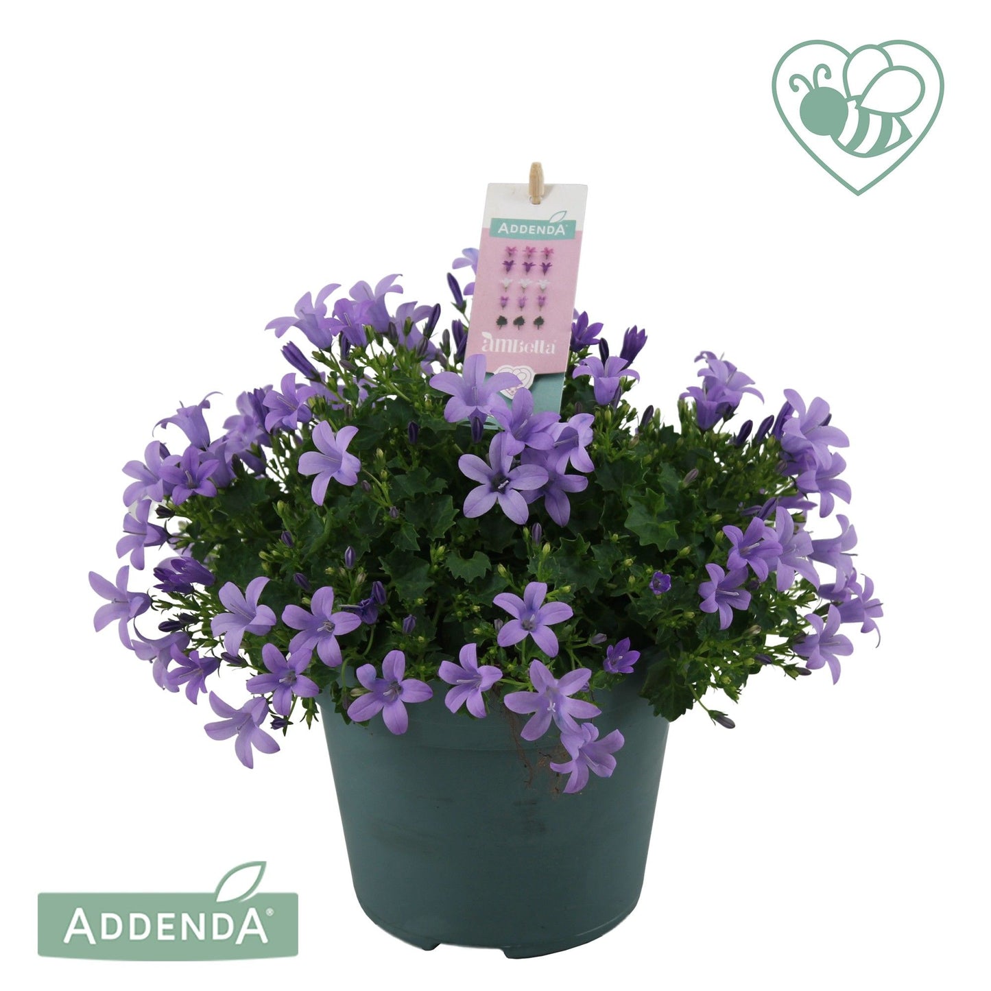 Campanula Ambella lavender 30cm 15cm Pot