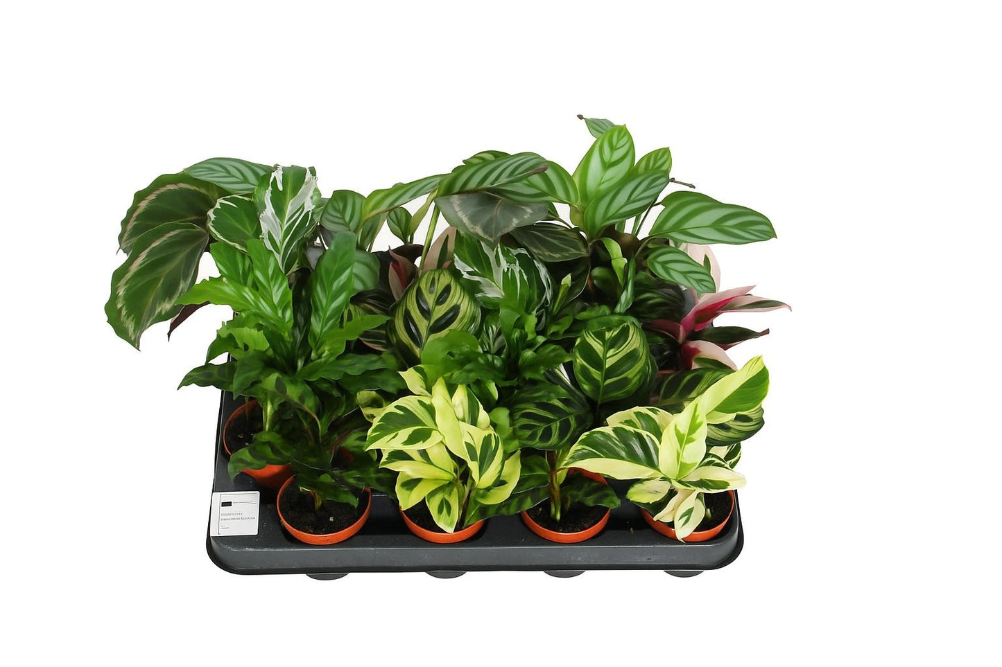 Calathea mix 15cm 7cm Pot