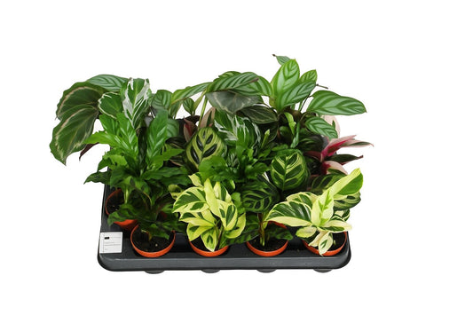 Calathea mix 15cm 7cm Pot