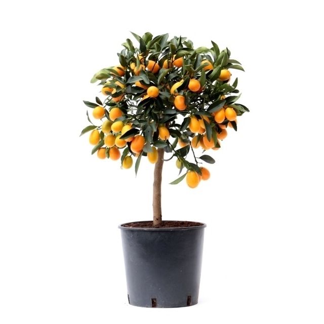 Citrus Kumquat 75cm 22cm Pot