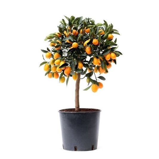 Citrus Kumquat 75cm 22cm Pot