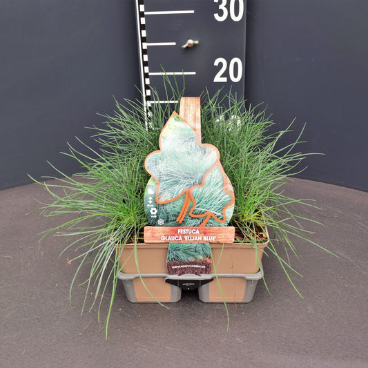 Festuca glauca 6-pack 5cm 9cm Pot