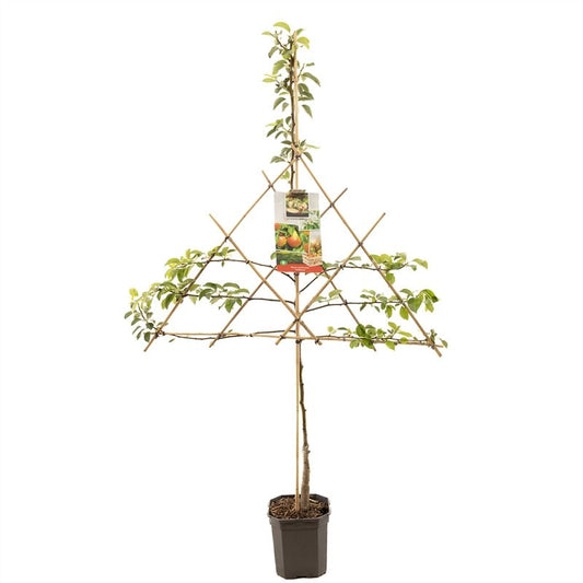 Pyr. c. Wil. Bon Chrétien Halfstam 160cm 24cm Pot