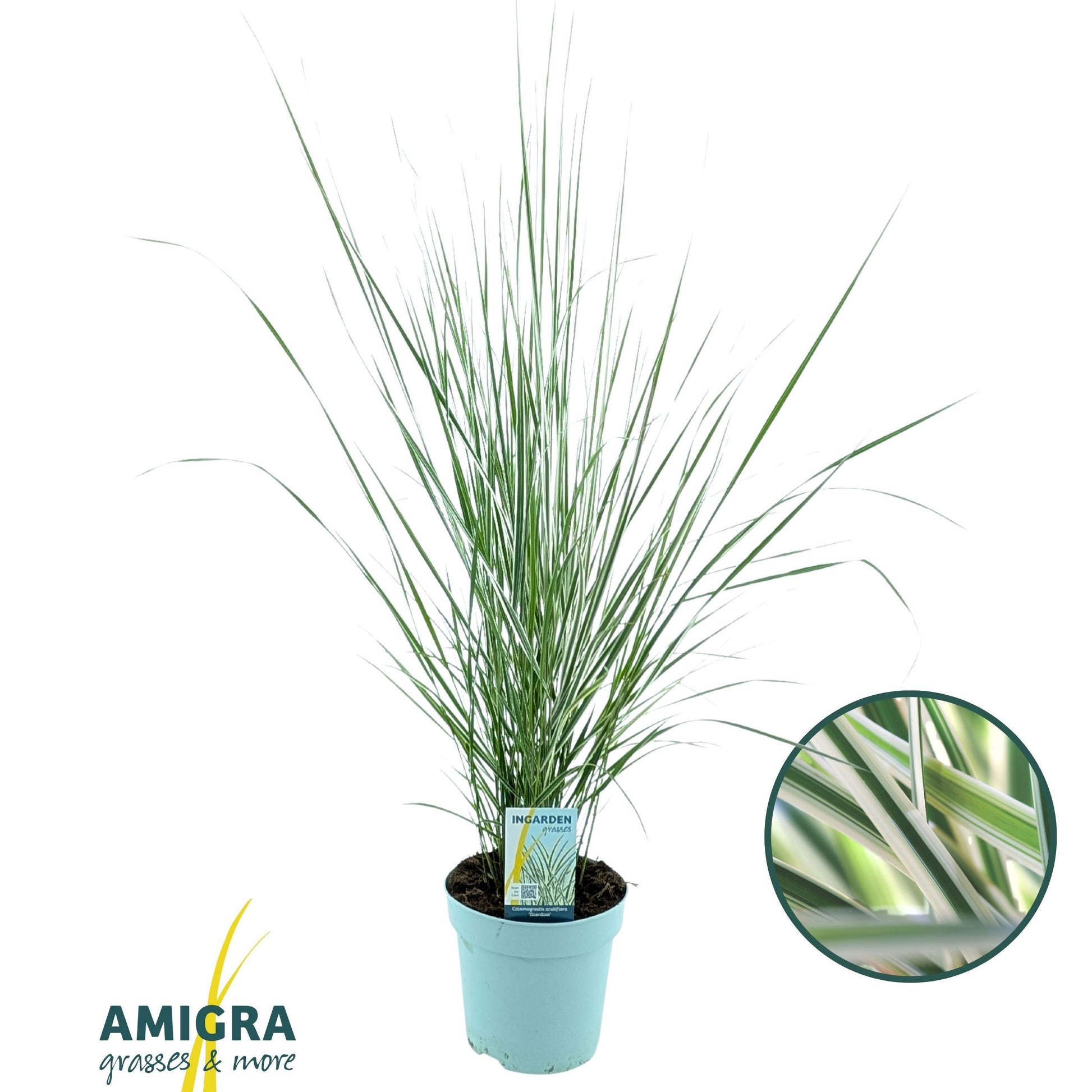 Calamagrostis ac. Overdam 90cm 17cm Pot