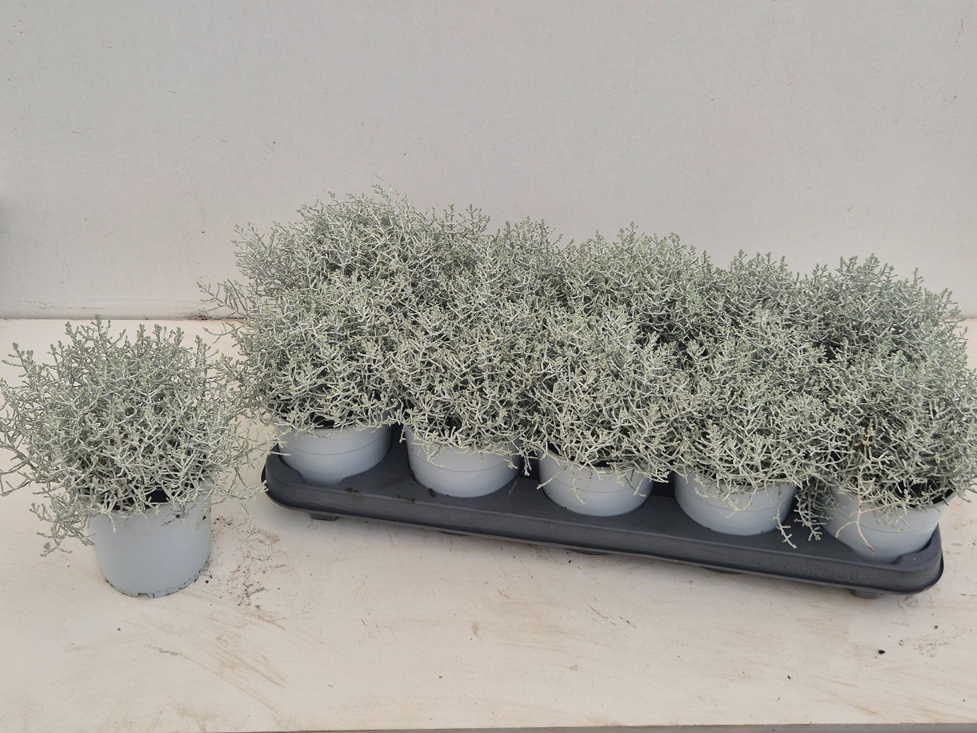 Leucophyta brownii 25cm 12cm Pot