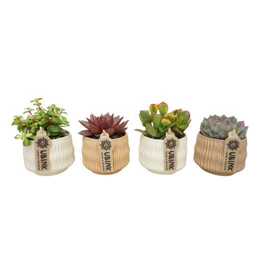 Succulenten mix (+ drp.ceramic) 15cm Special Pot (508)