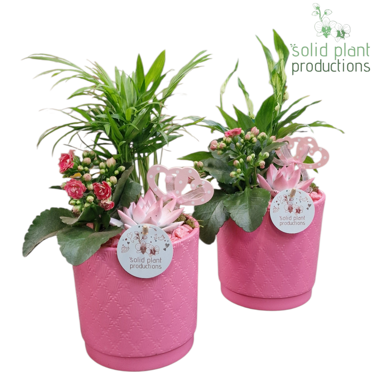 arr. Kamerplanten SCE001 PV 35cm 13cm Pot