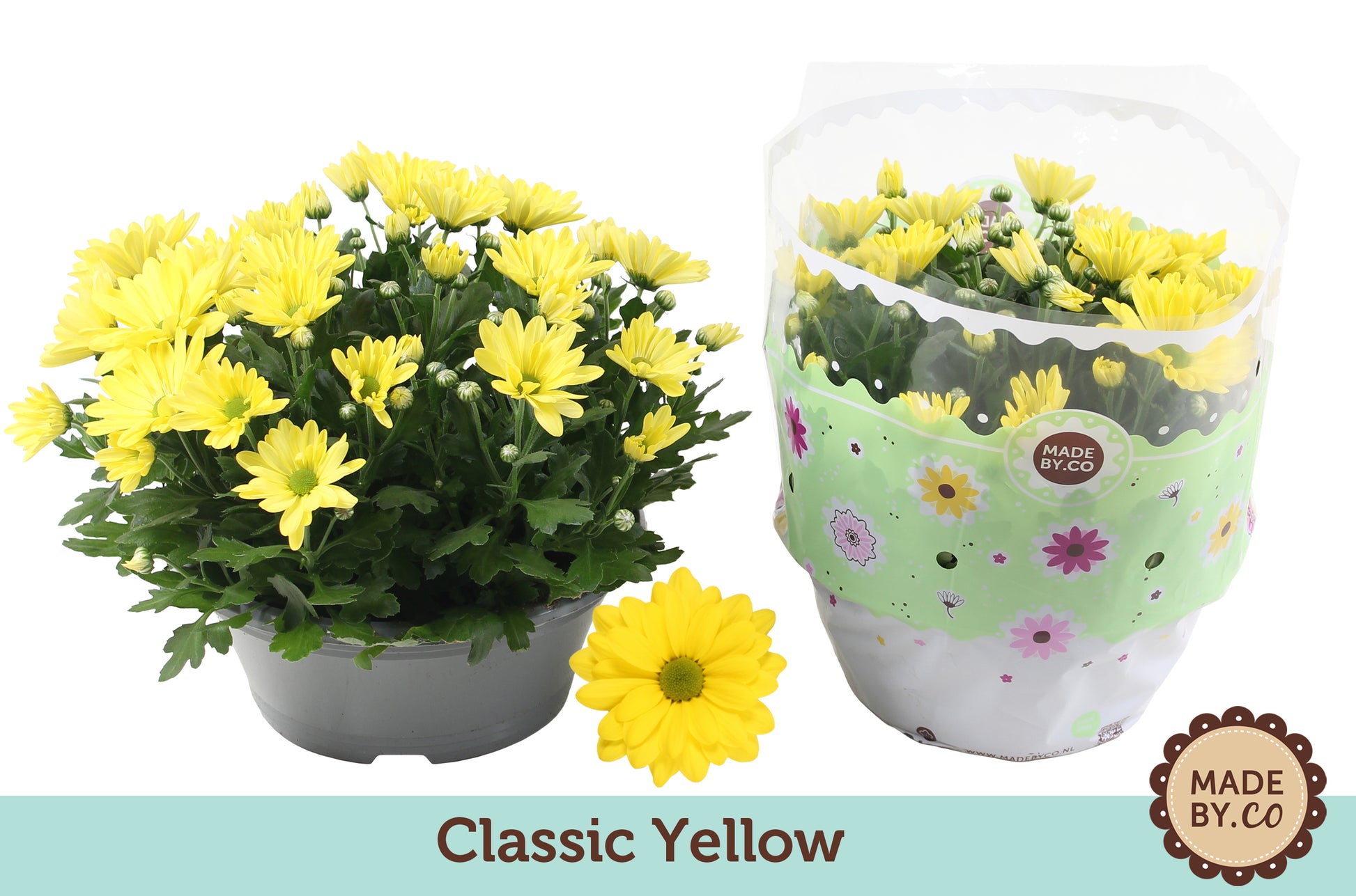 Chrysanthemum yellow 27cm 23cm Pot