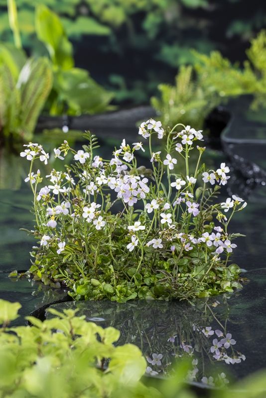 Cardamine pratensis 20cm 9cm Pot