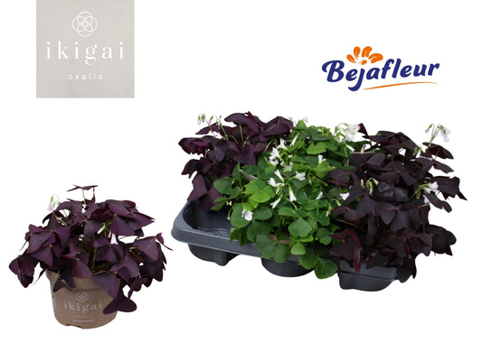 Oxalis Ikigai mix 20cm 12cm Pot