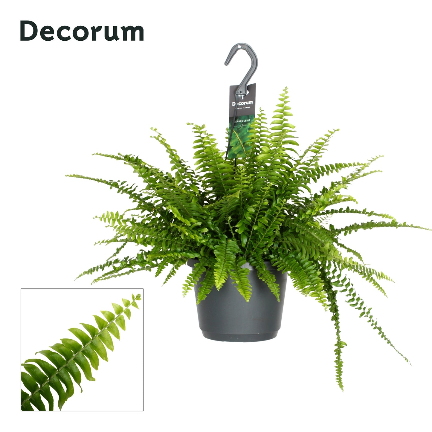 Nephrolepis Green Lady 45cm 17cm Pot