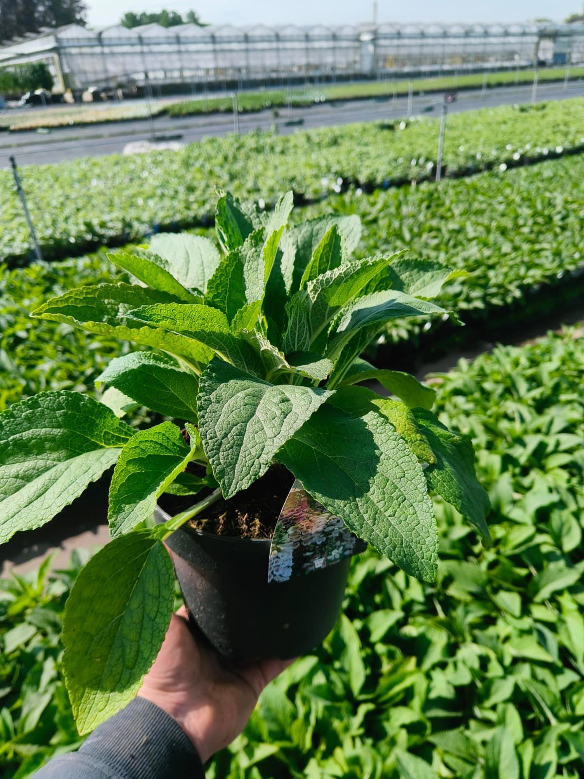 Digitalis purpurea 45cm 19cm Pot