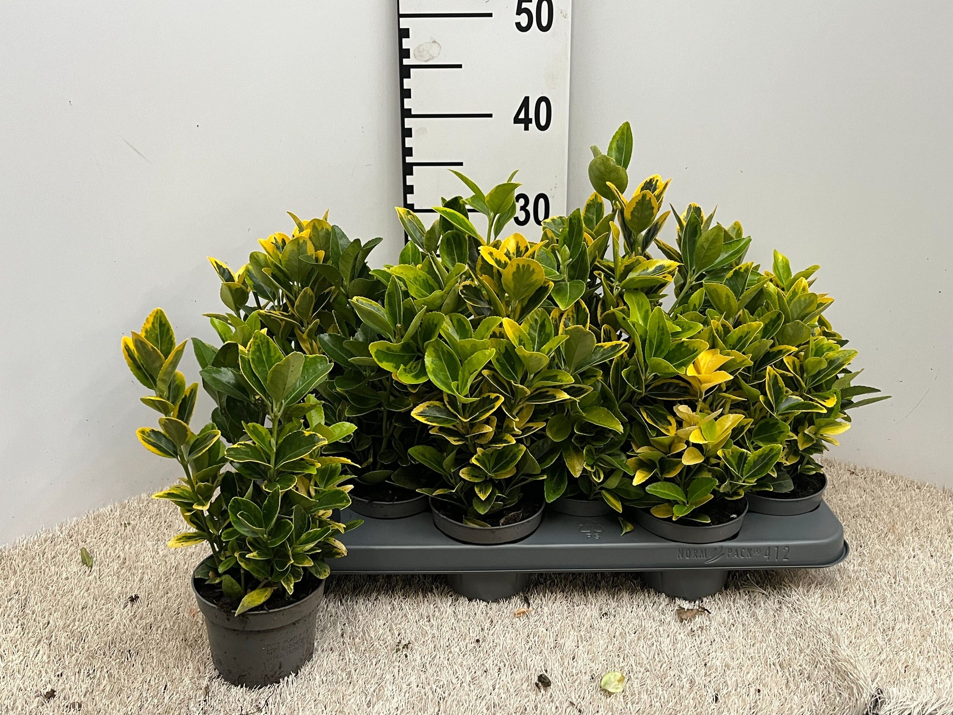 Euonymus jap. Aureus 30cm 510cm Pot