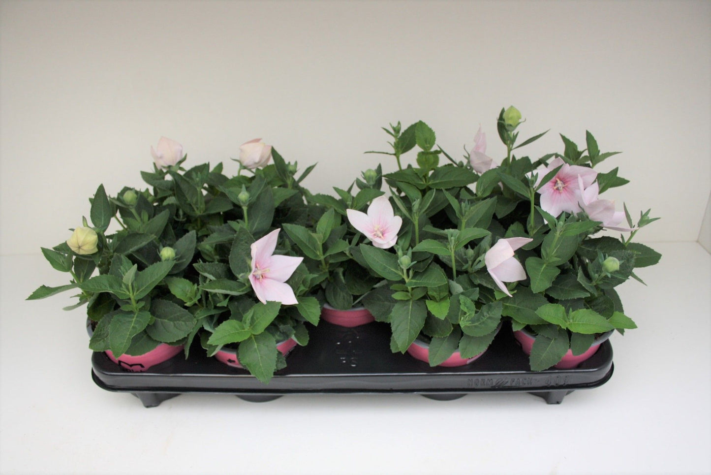 Platycodon graniflorus Astra Pink 30cm 12cm Pot