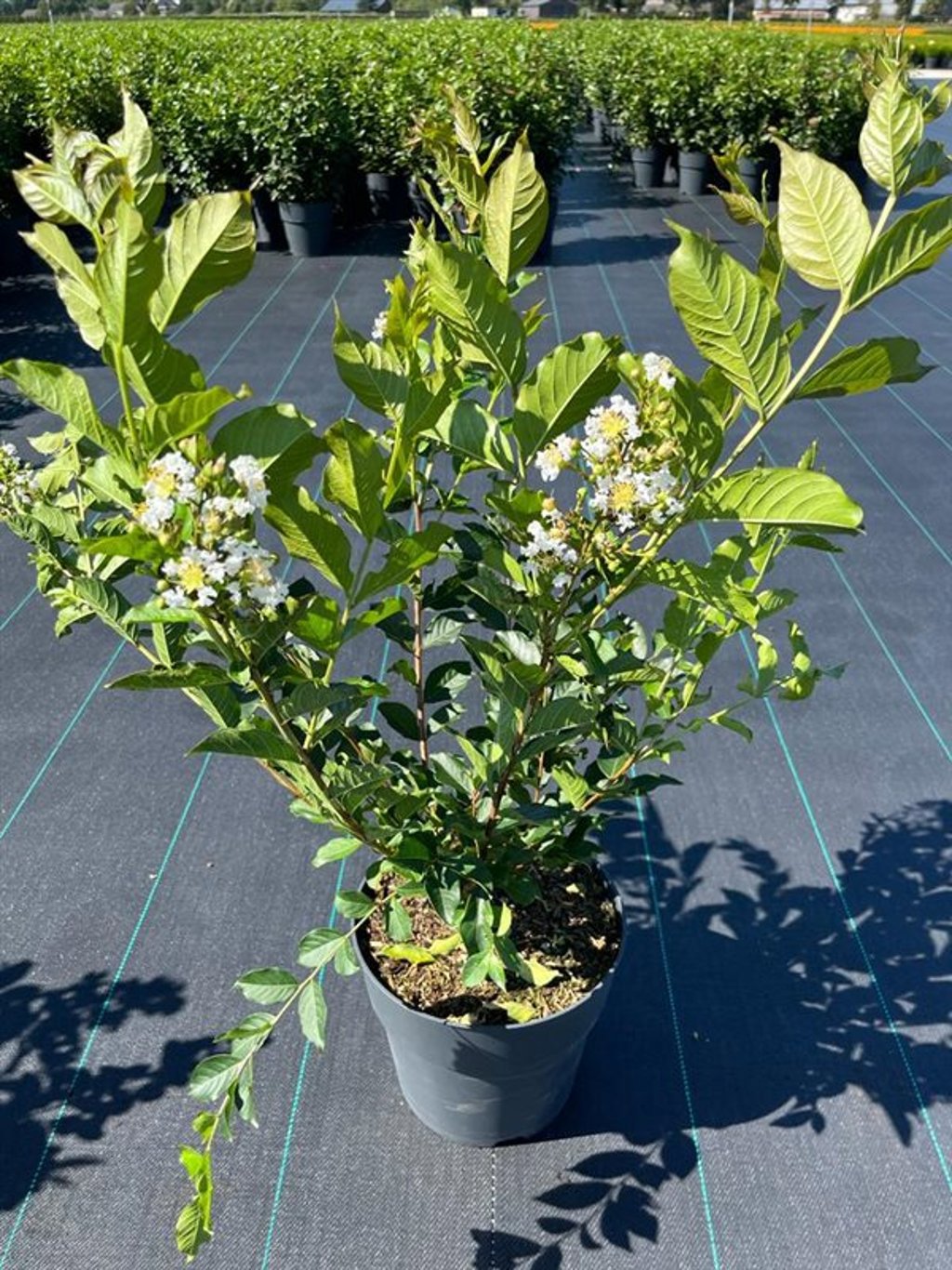 Lagerstroemia indica 85cm 27cm Pot