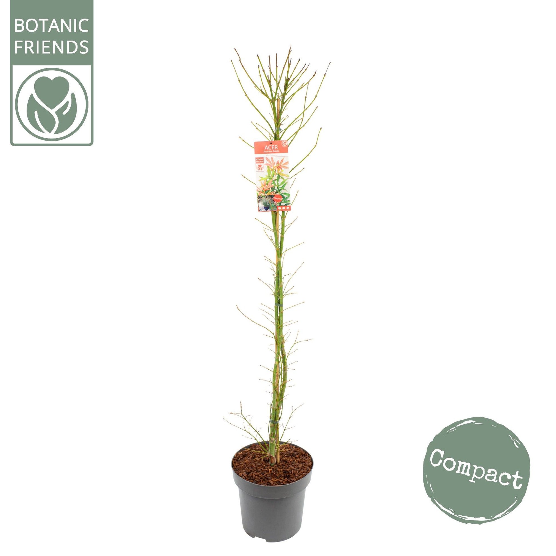 Acer Jerre Schwartz 175cm 30cm Pot