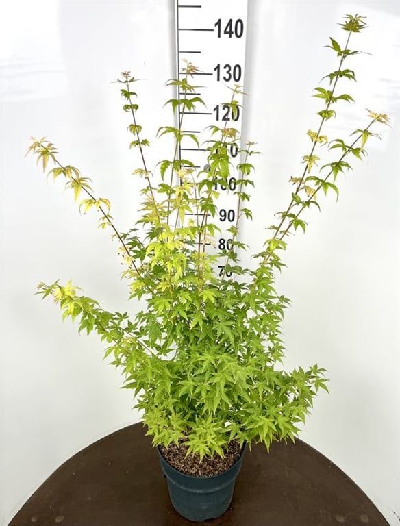Acer palmatum 105cm 29cm Pot