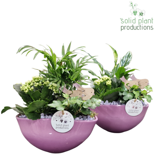 arr. SC005 Lila 35cm 22cm Pot