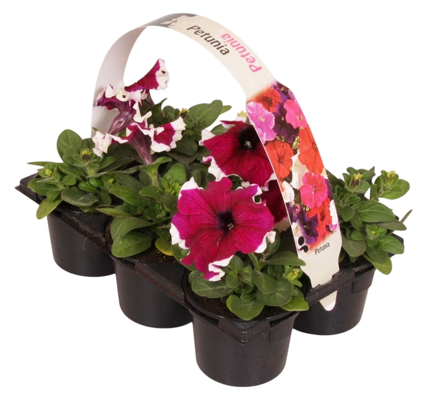 Petunia purple white 15cm 9cm Pot