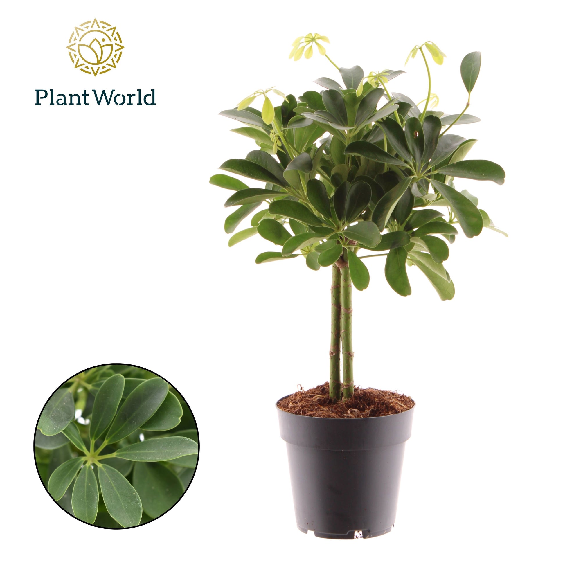 Schefflera Nora braided 55cm 14cm Pot