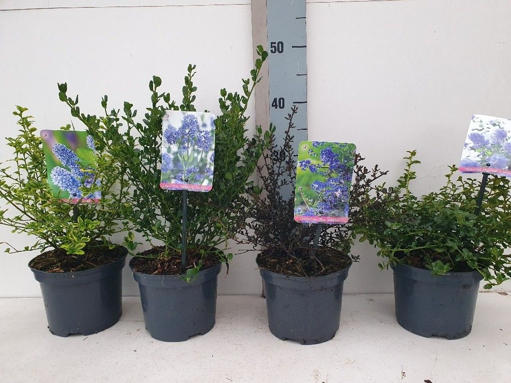 Ceanothus mix 30cm 17cm Pot