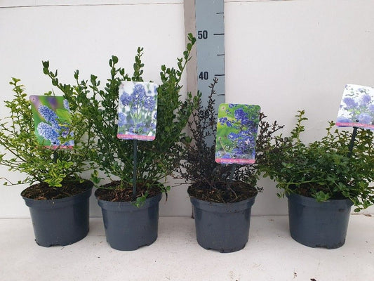 Ceanothus mix 30cm 17cm Pot
