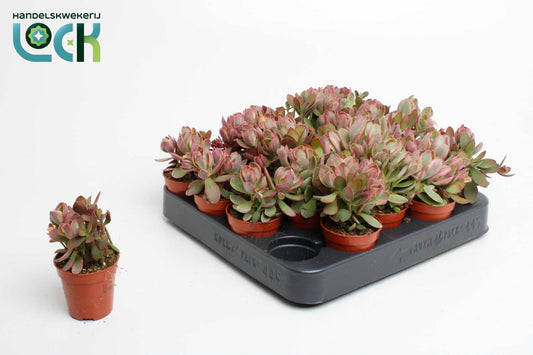 Crassula Moneymaker var. 10cm 505cm Pot