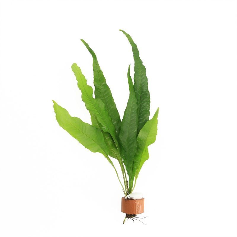 Microsorium pteropus 5cm 2cm Pot