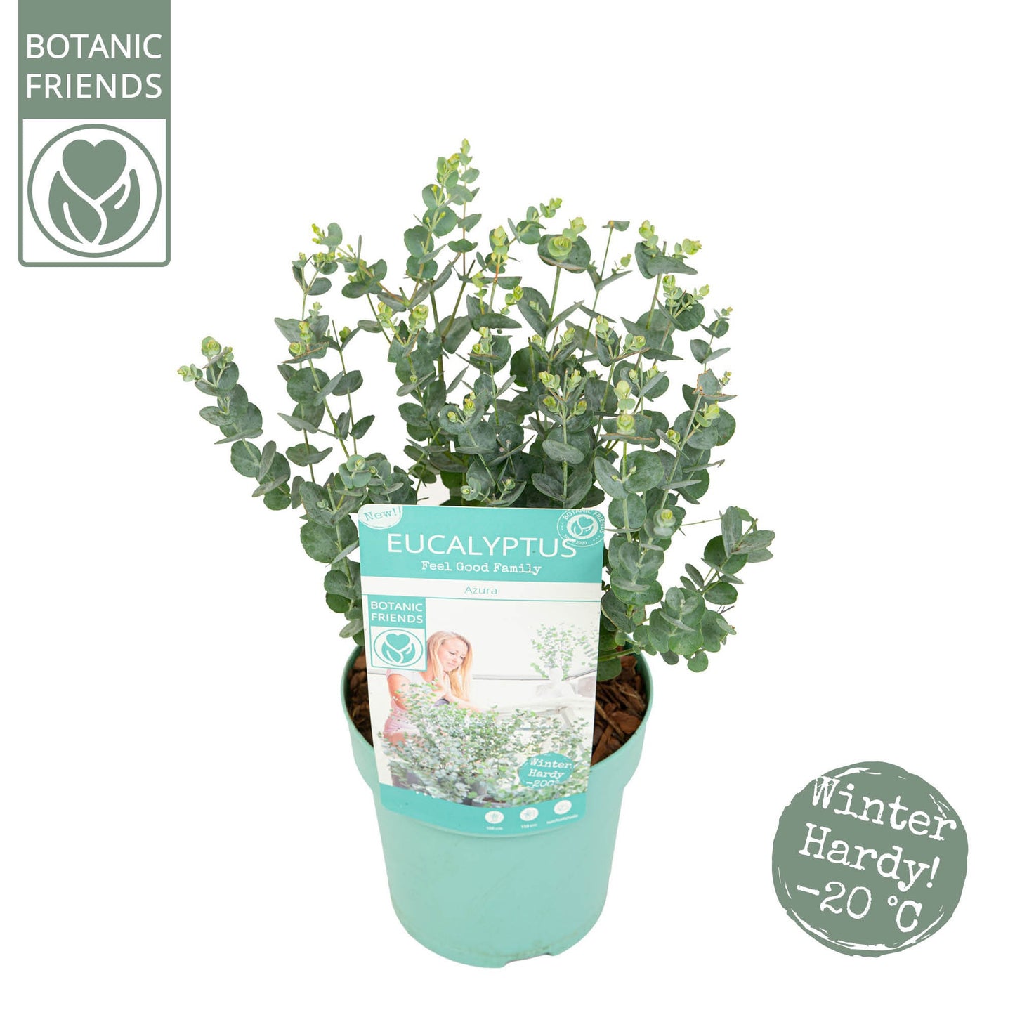 Eucalyptus gunnii Azura 35cm 15cm Pot
