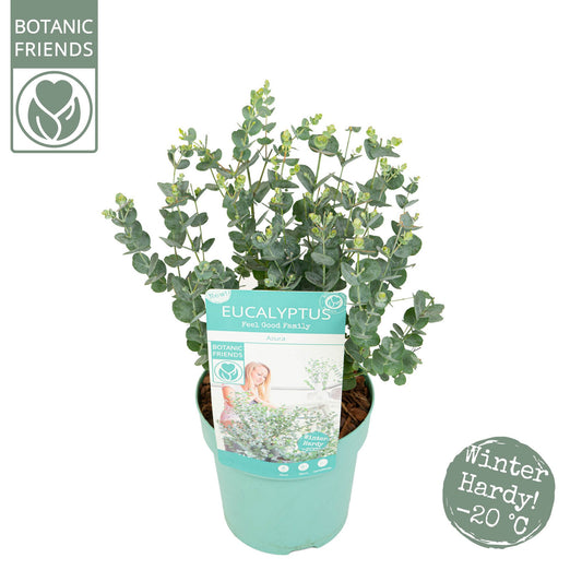 Eucalyptus gunnii Azura 35cm 15cm Pot