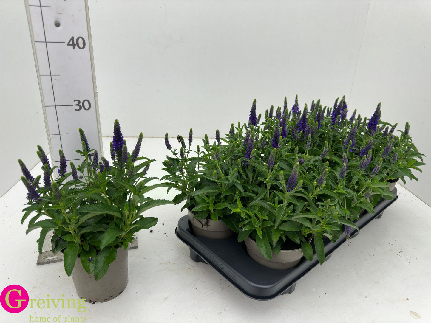 Veronica spic. Anniversary Blue 25cm 512cm Pot