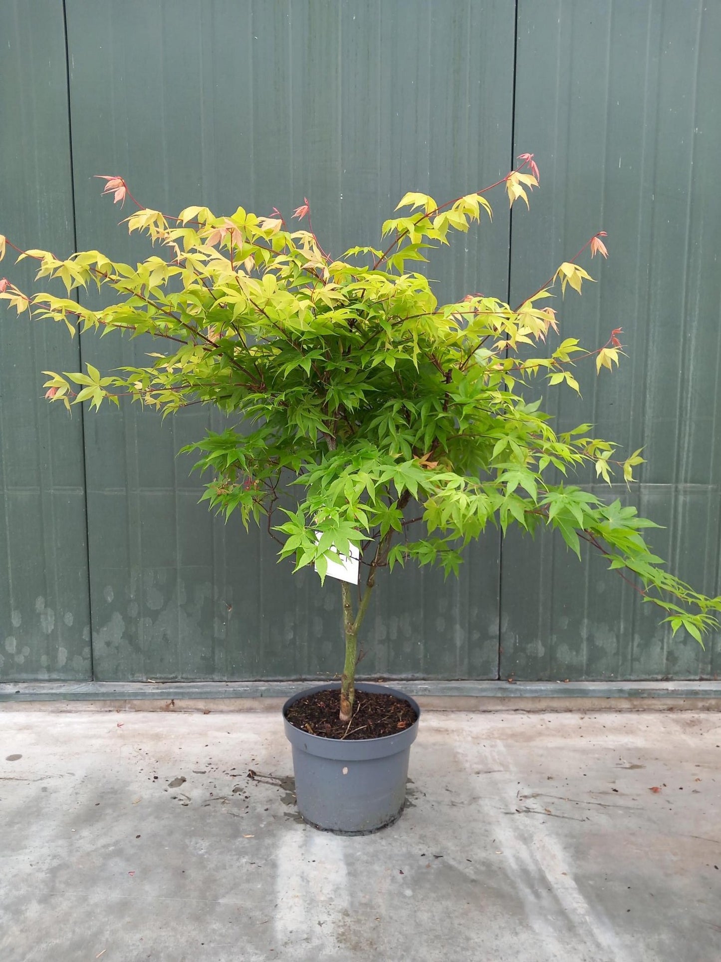 Acer palm. Osakazuki 90cm 29cm Pot