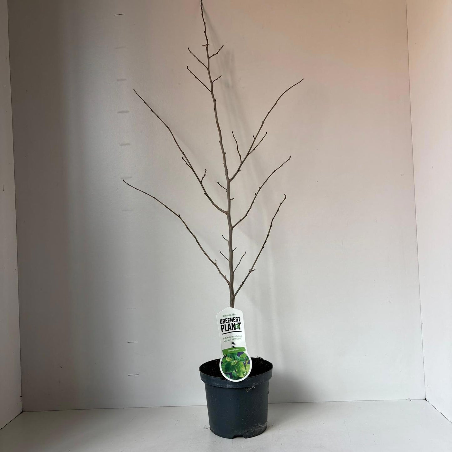 Parrotia persica 110cm 19cm Pot