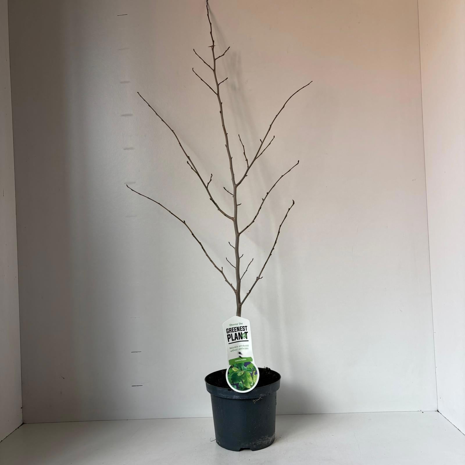 Parrotia persica 110cm 19cm Pot