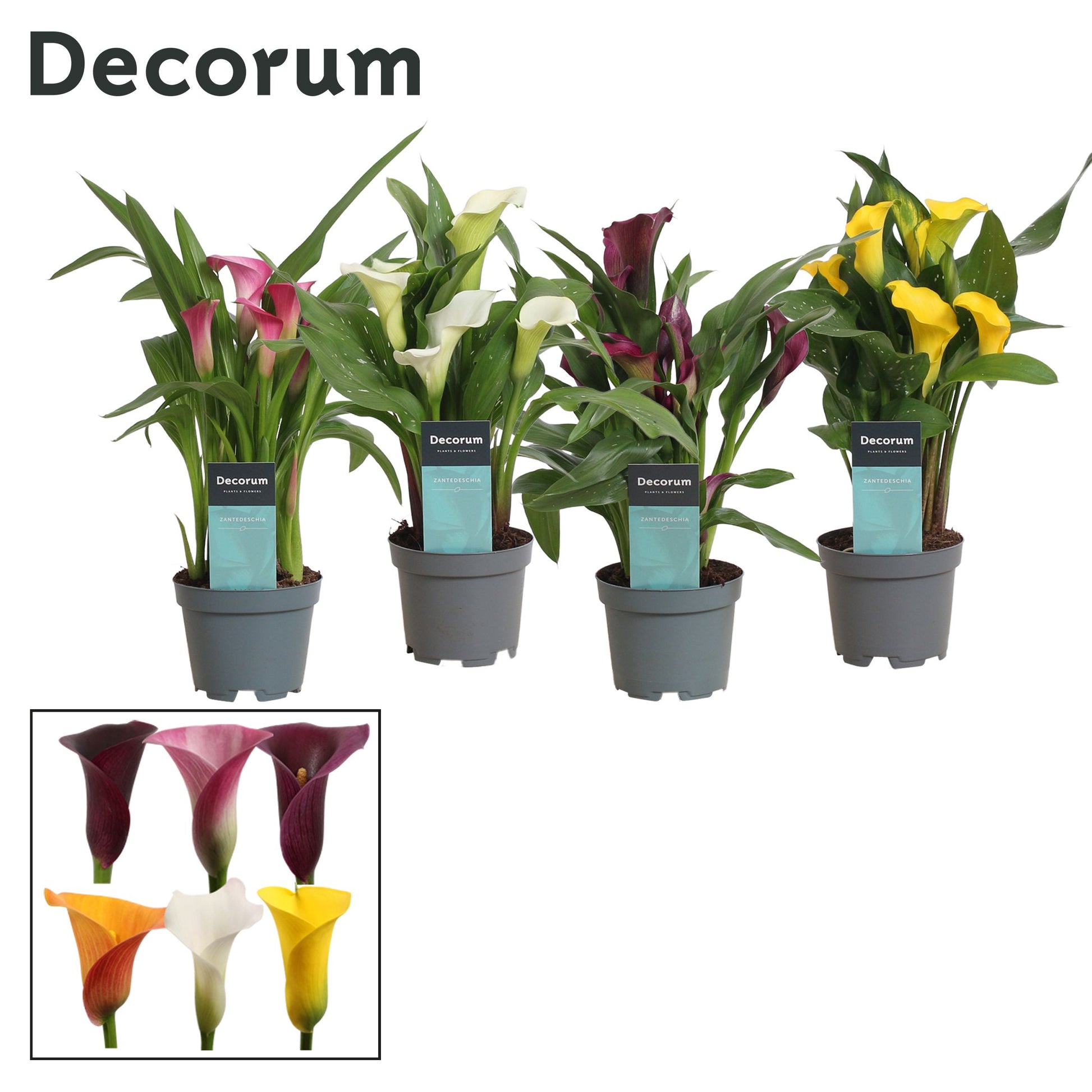 Zantedeschia mix 30cm 510cm Pot