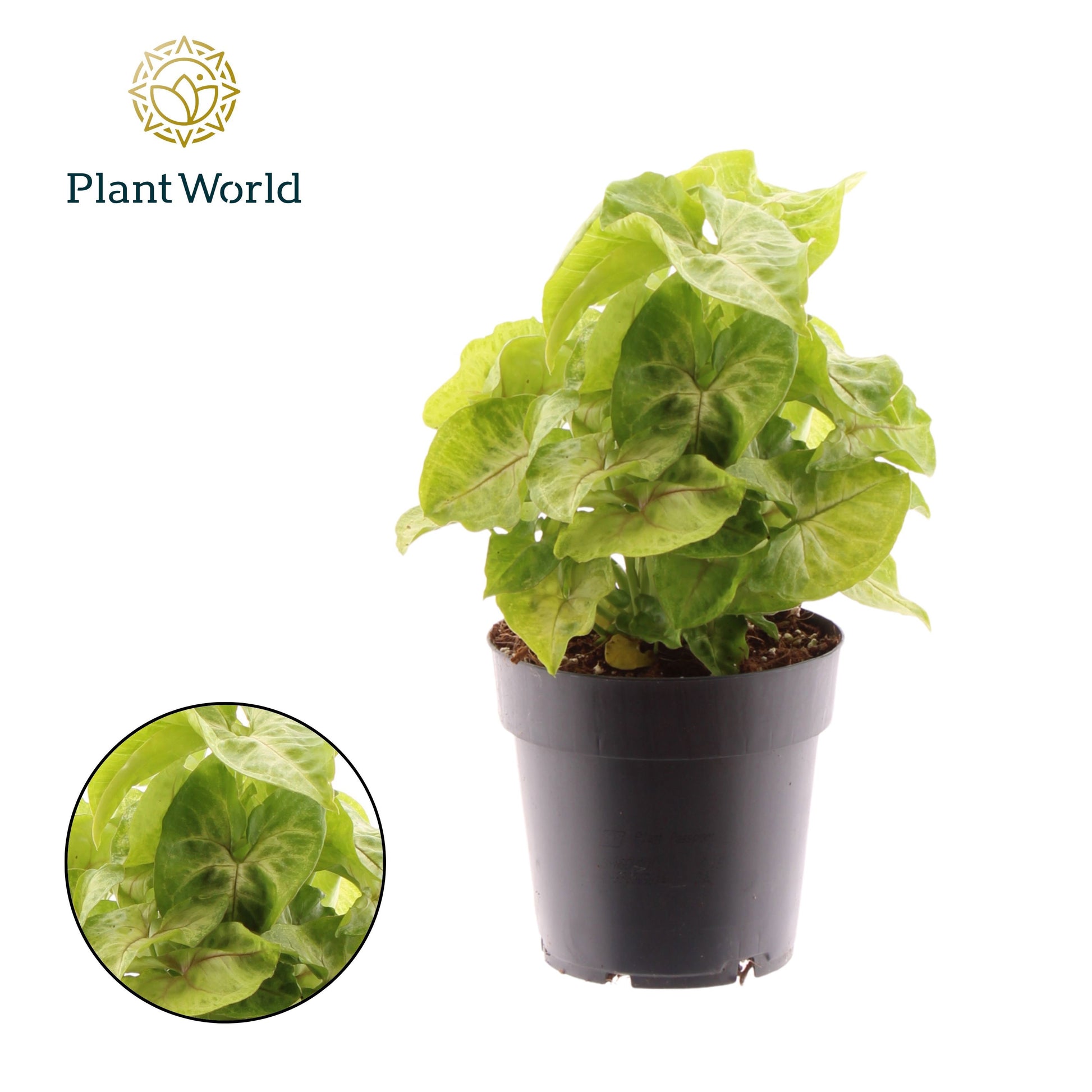 Syngonium Golden Feel green 30cm 14cm Pot