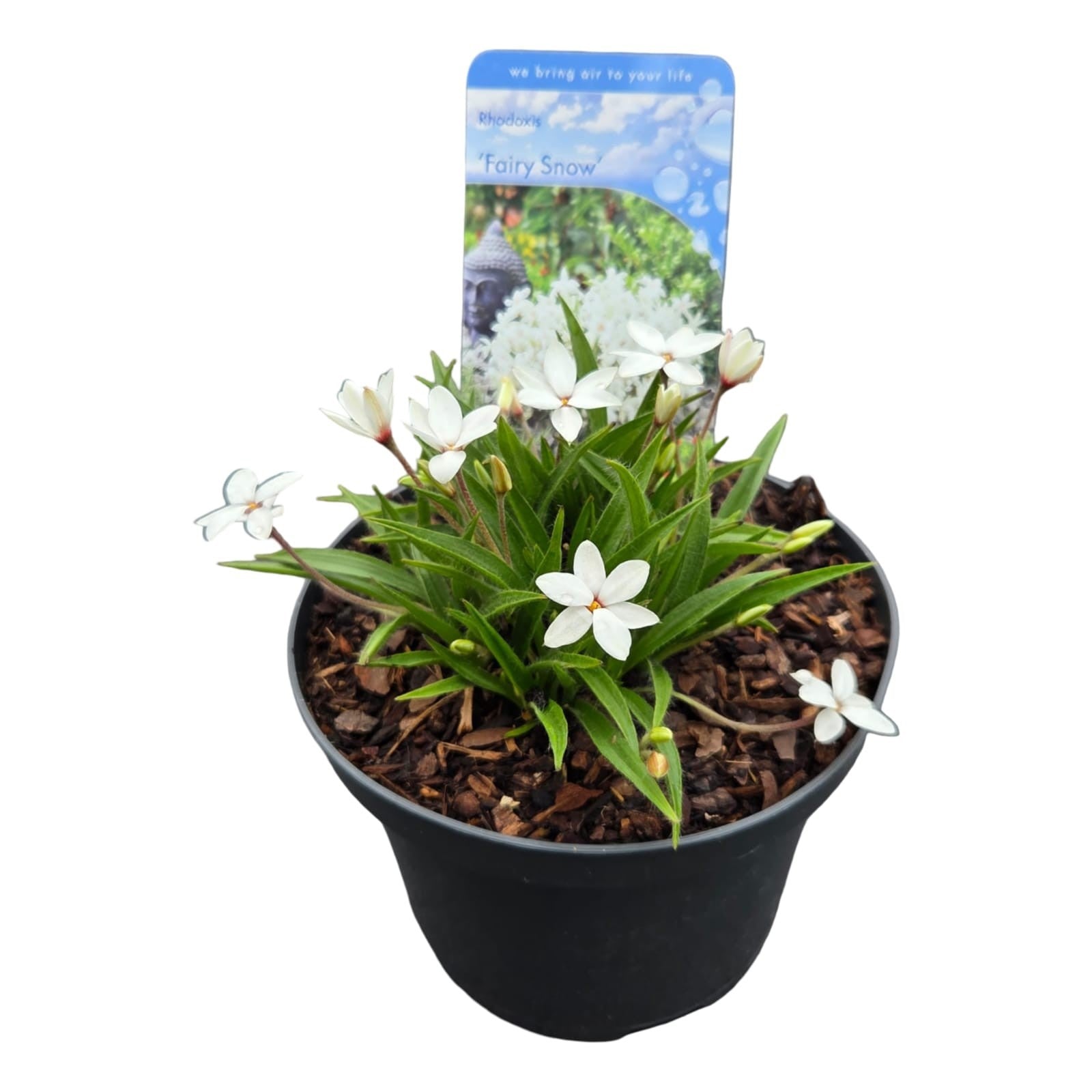 Rhodohypoxis 25cm 17cm Pot