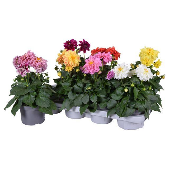 Dahlia Royal mix 25cm 13cm Pot