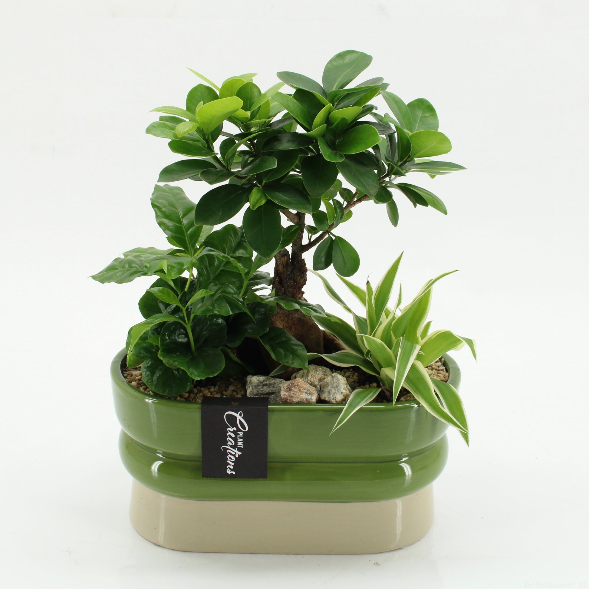 arr. Kamerplanten GRCR-2638 30cm 23cm Pot