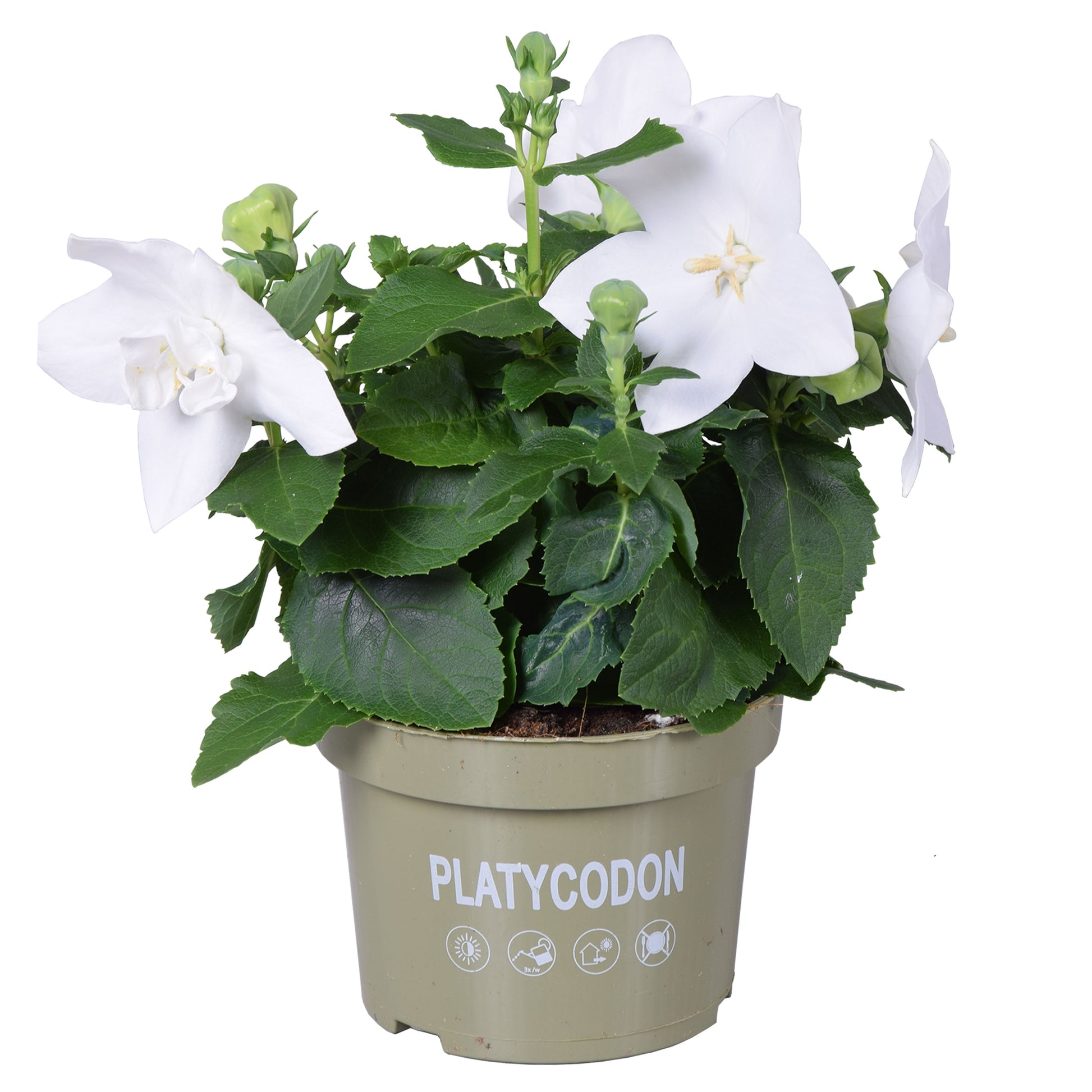 Platycodon graniflorus Astra White 25cm 13cm Pot