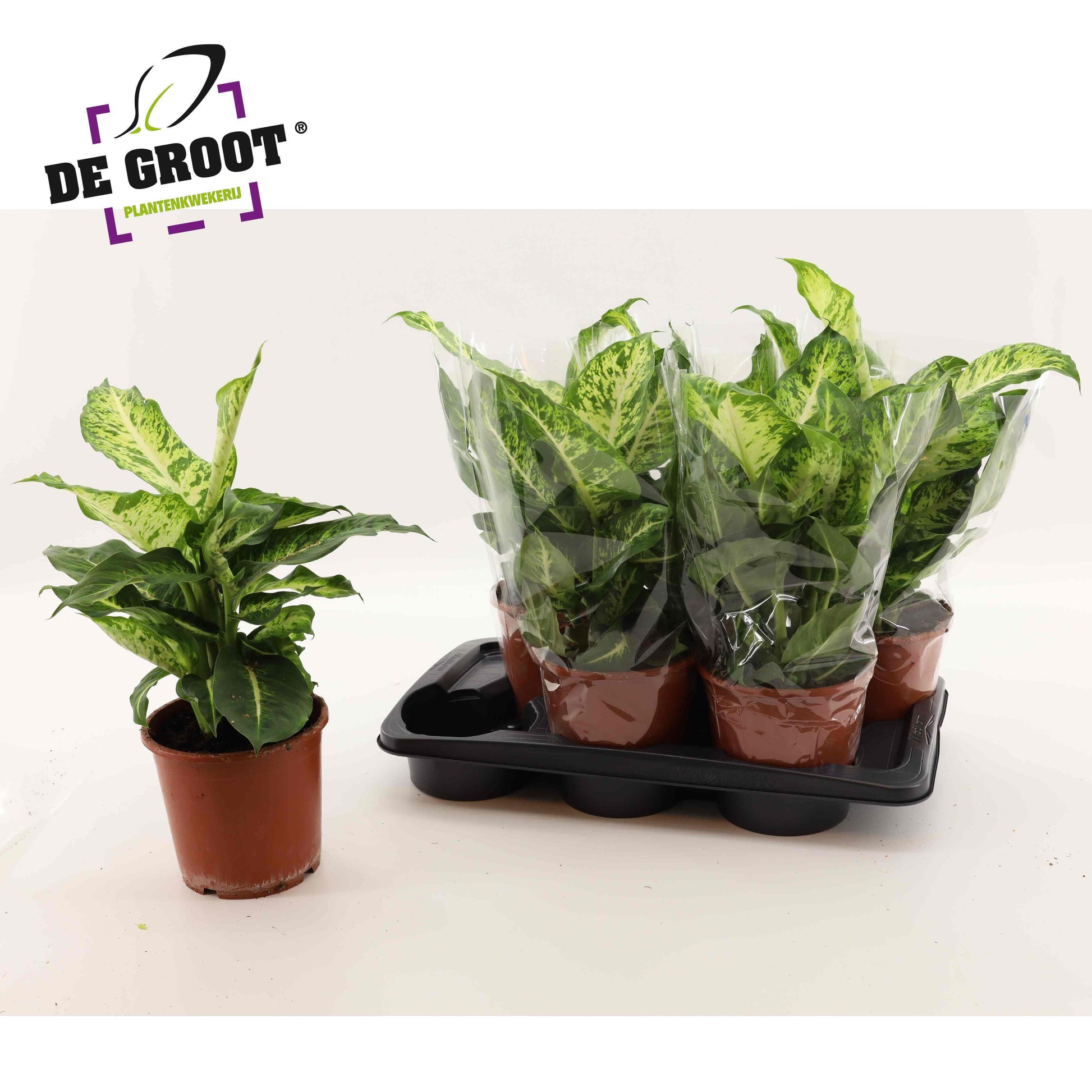 Dieffenbachia Mars 40cm 17cm Pot