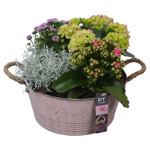 PTSO6011 Arrangementen Tuinplanten 26cm 27cm Pot