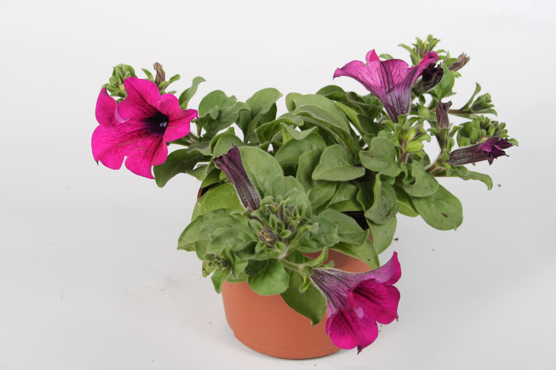 Petunia Purple Surfinia 22cm 510cm Pot