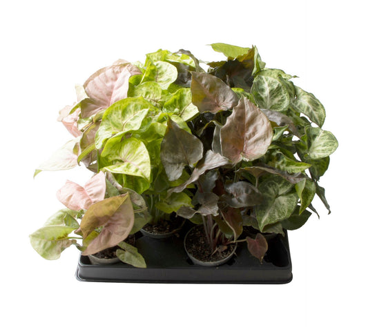 Syngonium mix 12cm 6cm Pot