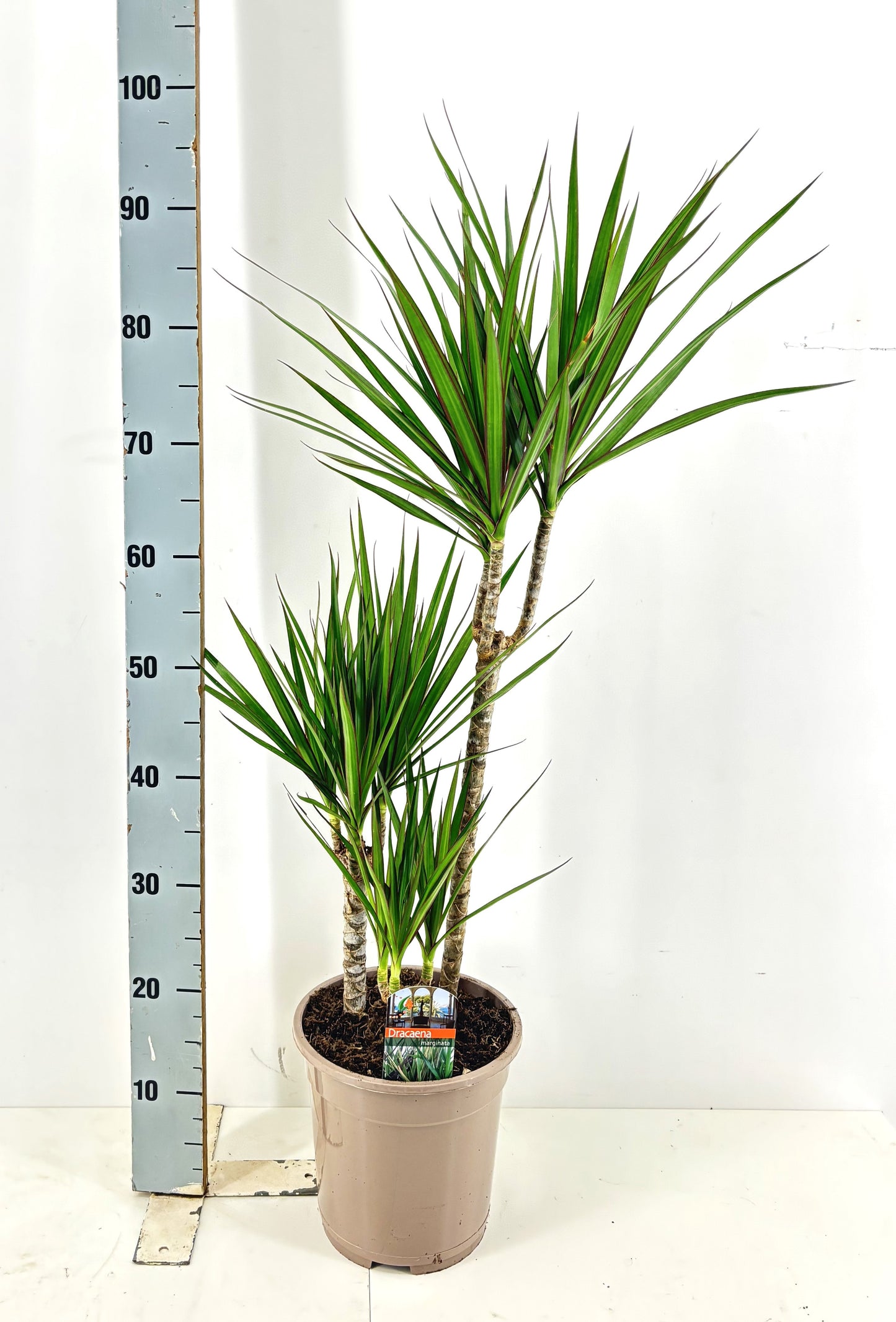 Dracaena marginata 45-30-15 100cm 21cm Pot